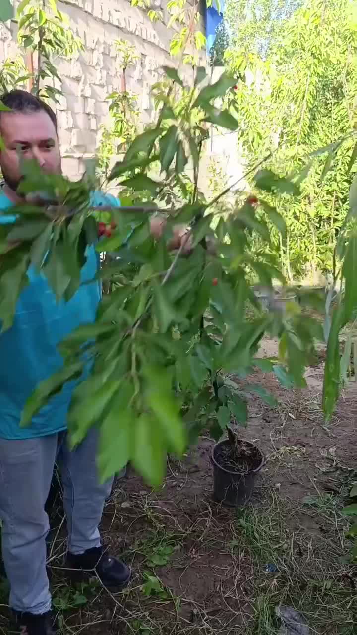 نهال چهار ساله بزرگ گیلاس مشکی گلدانی تحویل سنندج|خدمات باغبانی و درختکاری|سنندج, |دیوار