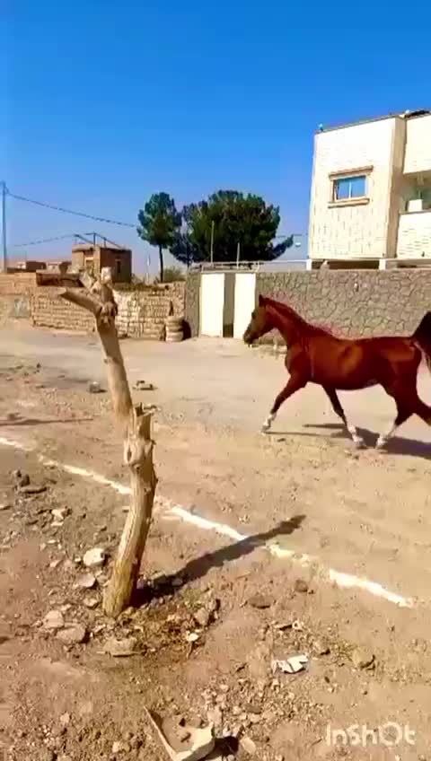 اسب|اسب و تجهیزات اسب‌سواری|یاسوج, |دیوار