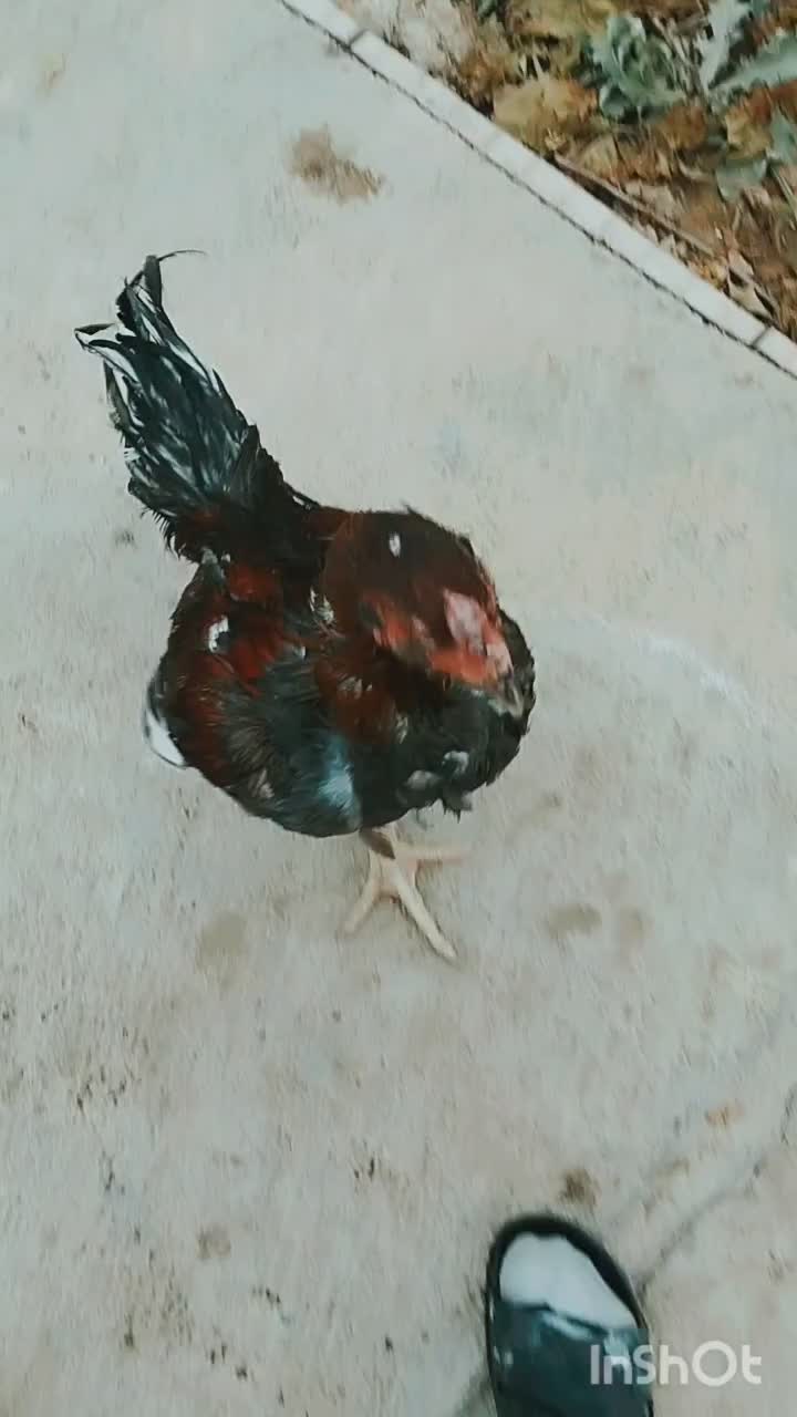 سلام خروس لاری|حیوانات مزرعه|هشتگرد, تهران دشت|دیوار