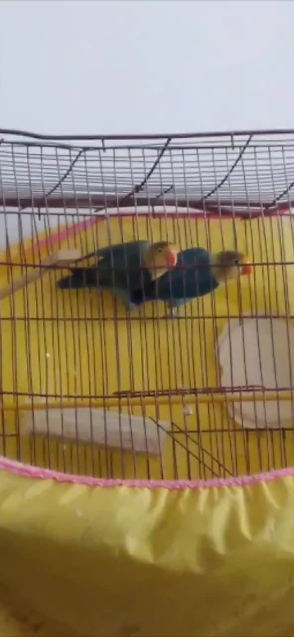 طوطی برزیلی|پرنده|شاهرود, |دیوار