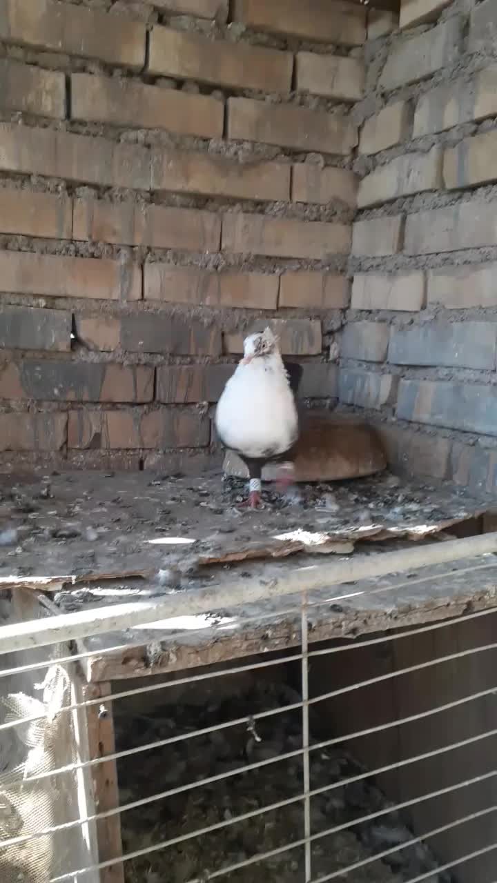 کله سفید ماده عطیقه|پرنده|کارون, |دیوار