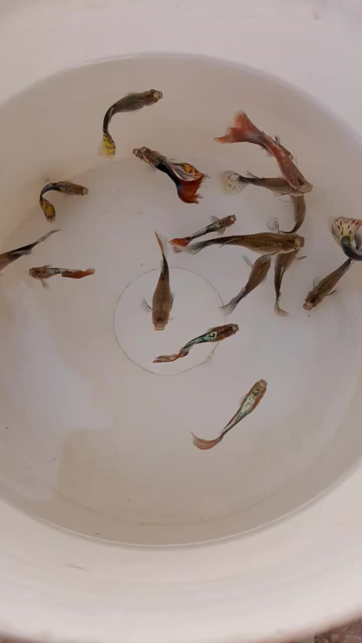 ماهی گوپی ومولی.وسایل وتجهیزات آکواریوم.غذارایگان|ماهی|اصفهان, پینارت|دیوار