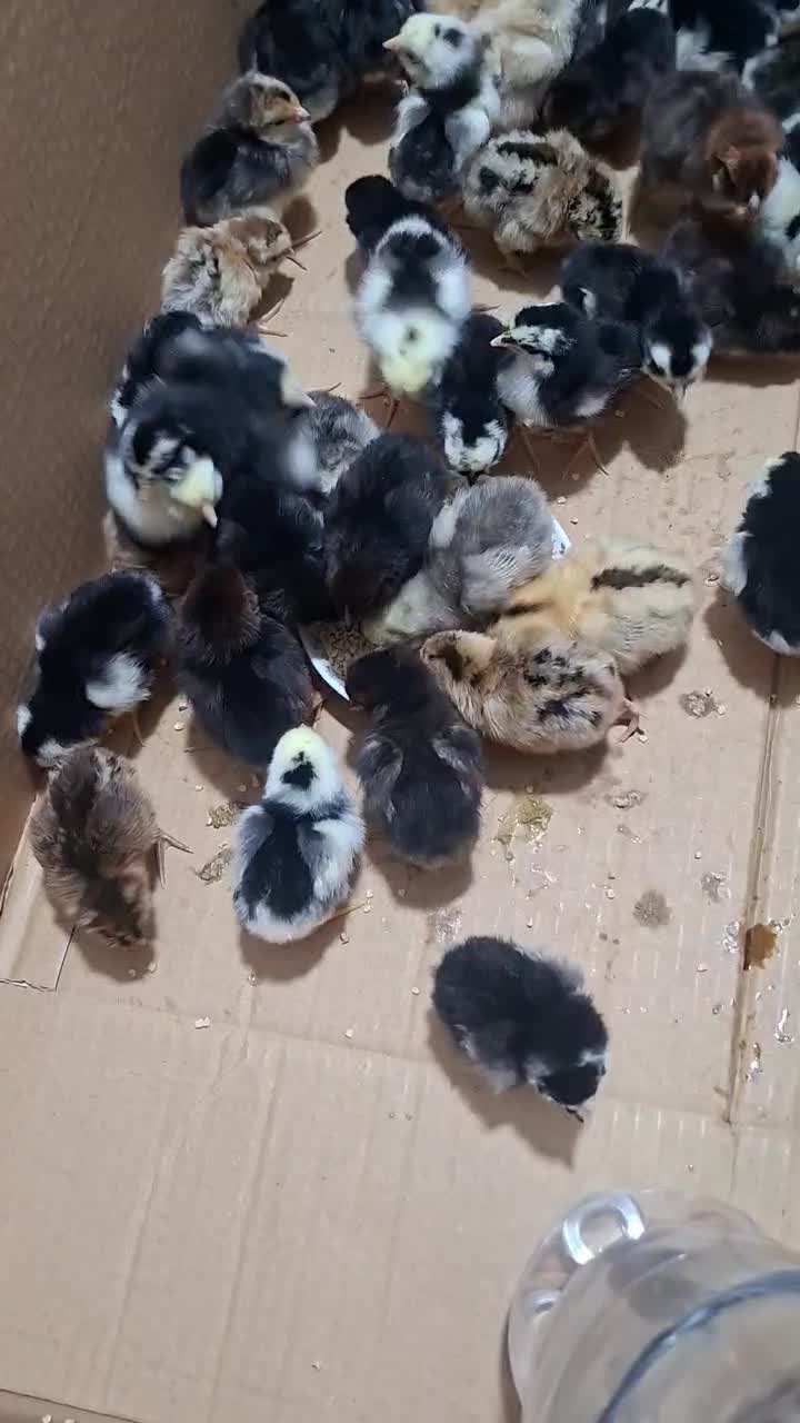 جوجه گلین|پرنده|رامیان, |دیوار