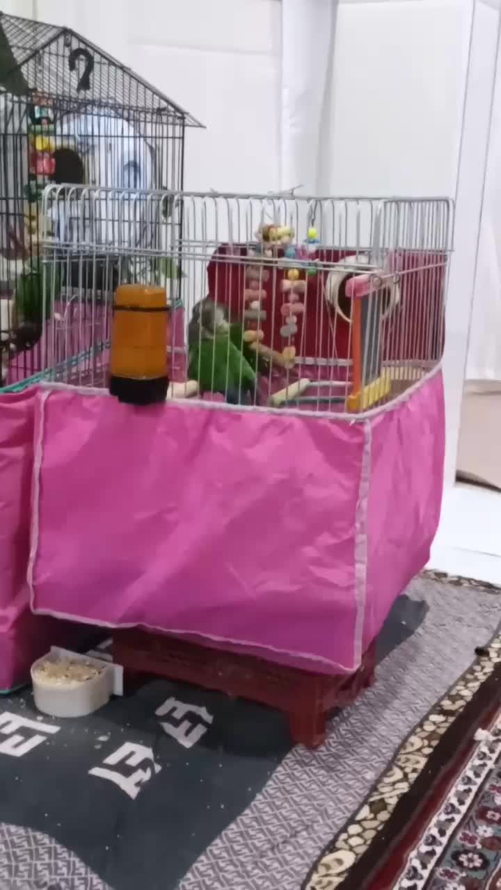 گرینچیک مولد . عروس ماده البینو|پرنده|قم, شهرک امام حسین|دیوار