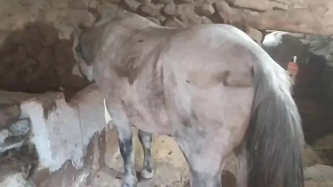 4عدد یخته زمانتی 1عدد اسب|حیوانات مزرعه|نمشیر, |دیوار