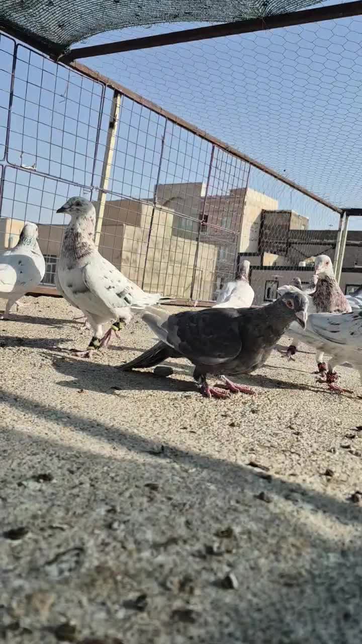 کبوتر سرور هفت رنگ پلاکی|پرنده|قرچک, ولی آباد|دیوار