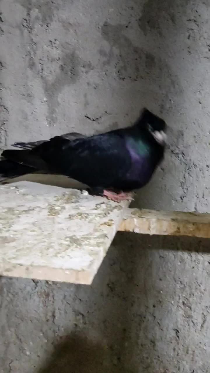 صرب|پرنده|مسجد سلیمان, |دیوار