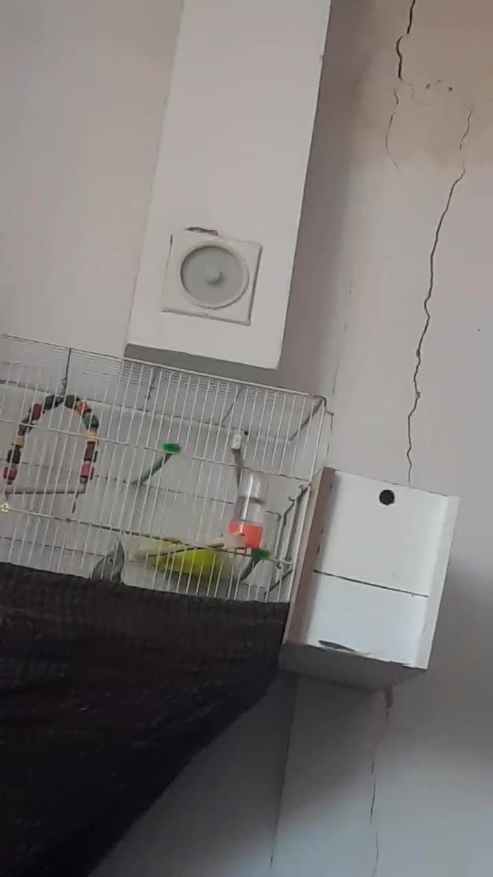 جفت عروس هلندی کار|پرنده|تربت جام, کاریز نو سفلی|دیوار