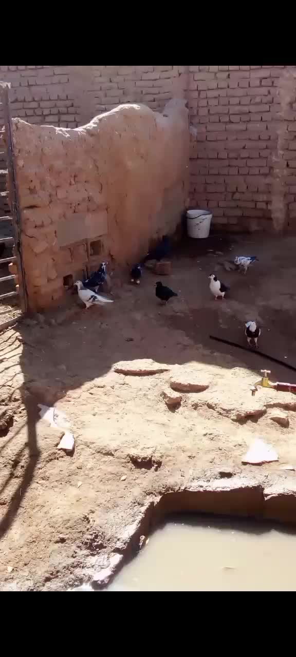 کفتر پرشی|پرنده|تربت جام, میان جام|دیوار