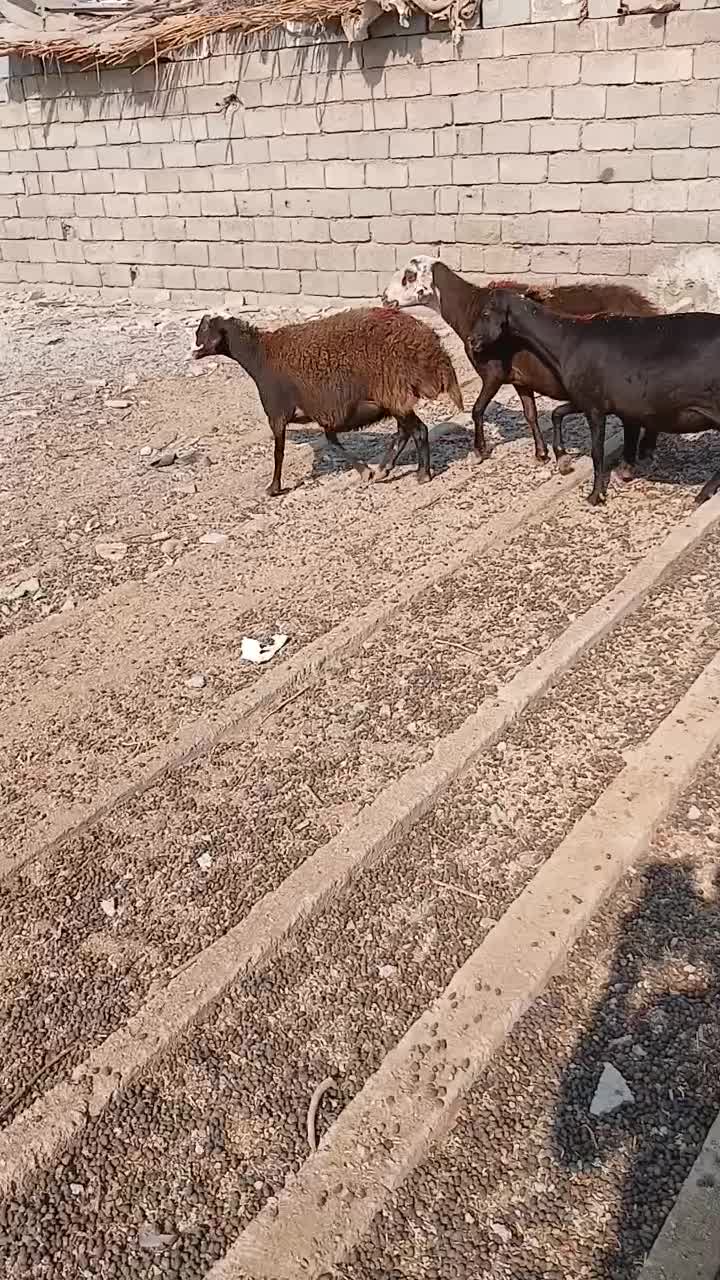 سلام ۵ عدد میش قزل افشاری جوان آبستن|حیوانات مزرعه|اندیمشک, |دیوار