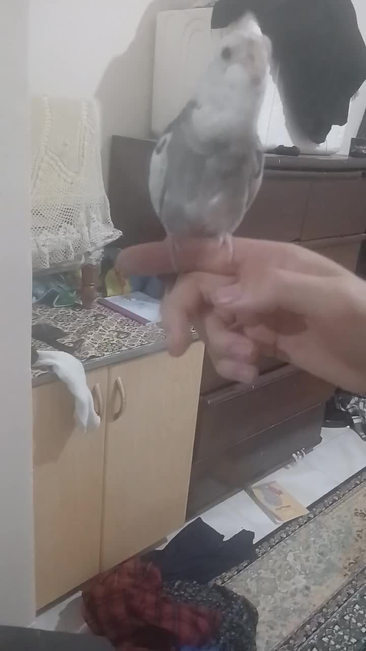 جفت عروس هلندی دستی|پرنده|کرج, منطقه ویژه اقتصادی پیام|دیوار