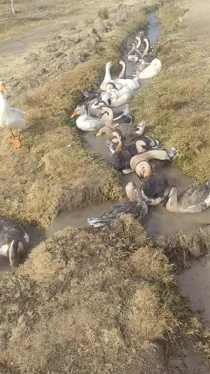 قوغاز|حیوانات مزرعه|بسطام, |دیوار