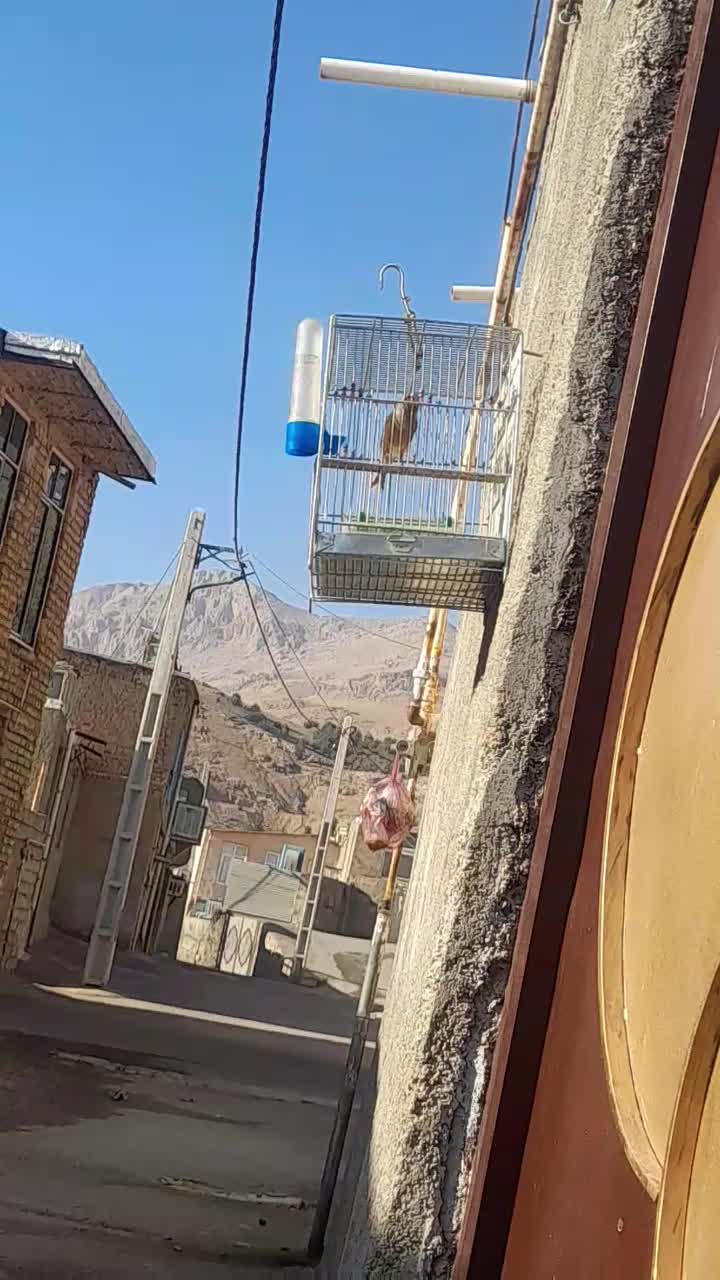 قناری نر|پرنده|صحنه, |دیوار