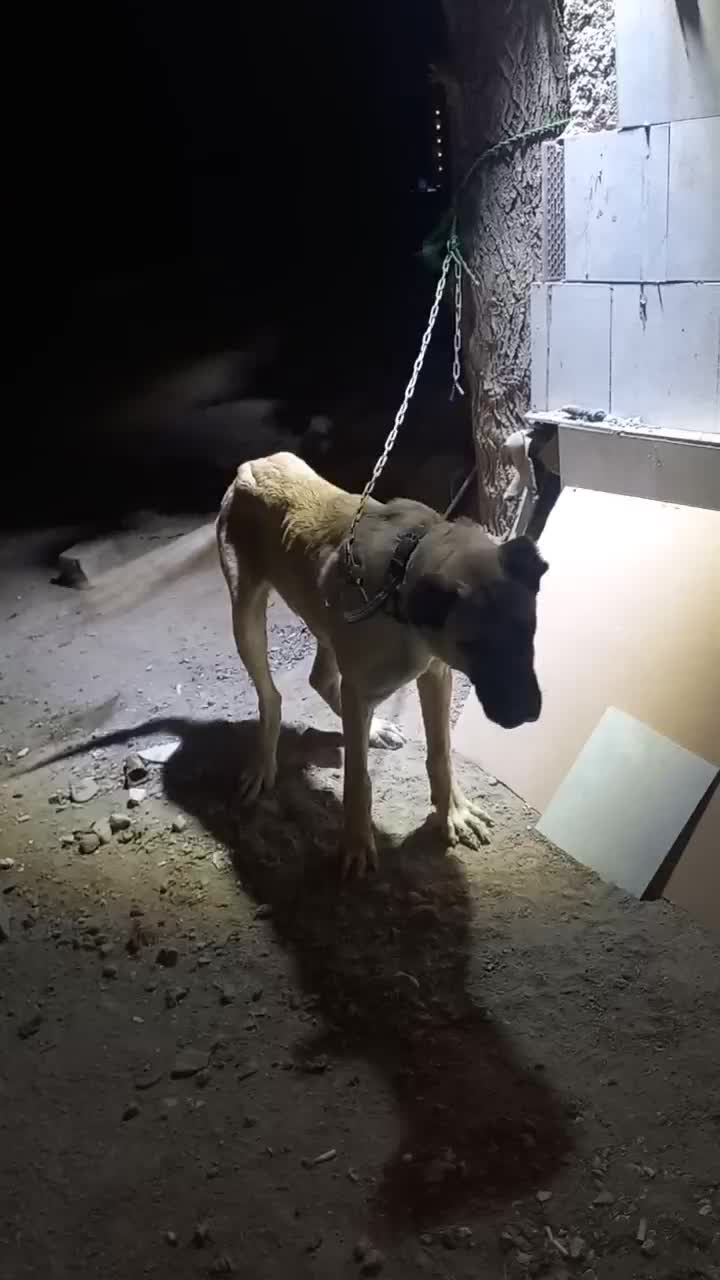 توله سگ سرابی|سگ|بهارستان, |دیوار