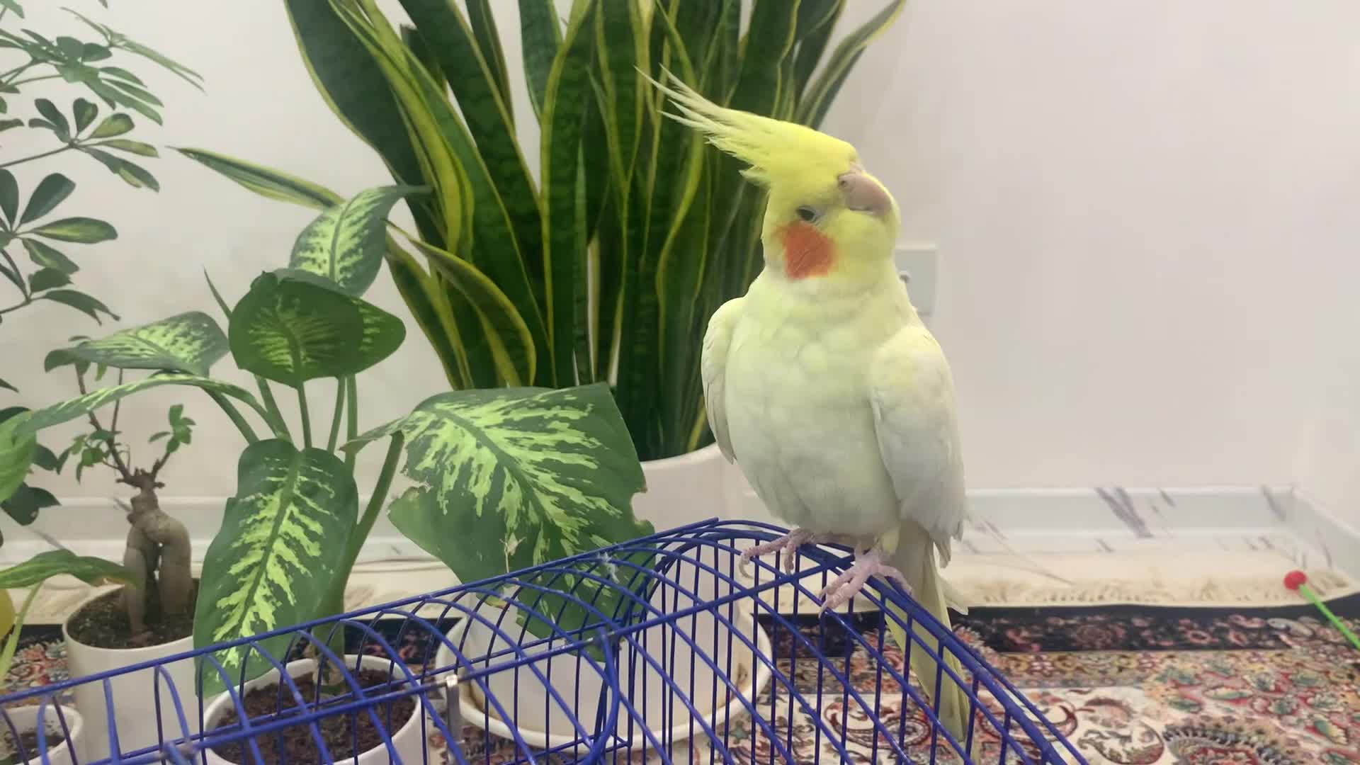 فروش عروس هلندی لوتینو دستی|پرنده|شیراز, شهرک مفتح|دیوار