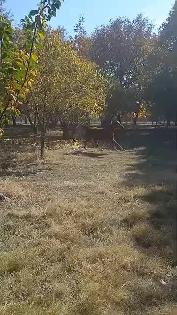 اسب مادیان|اسب و تجهیزات اسب‌سواری|تهران, بوستان چیتگر|دیوار