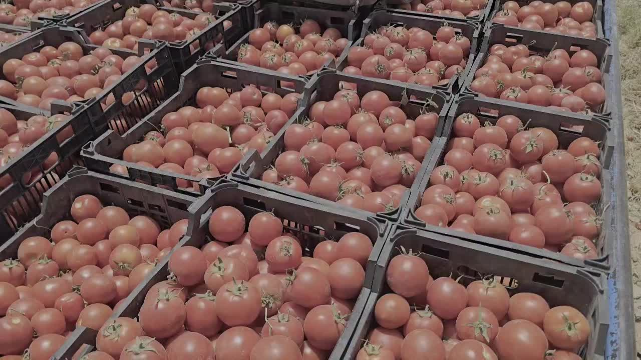 گوجه درجه1|عمده‌فروشی|شوش, |دیوار