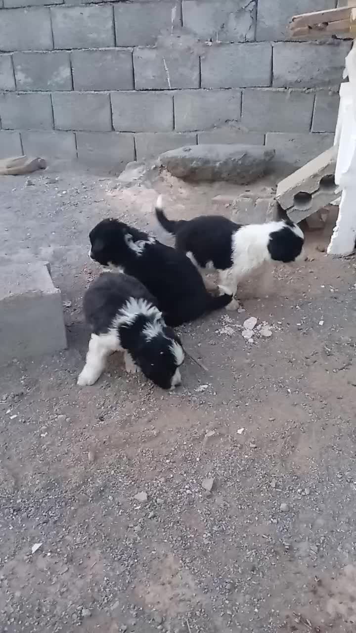 توله سگ|سگ|مبارکه, |دیوار