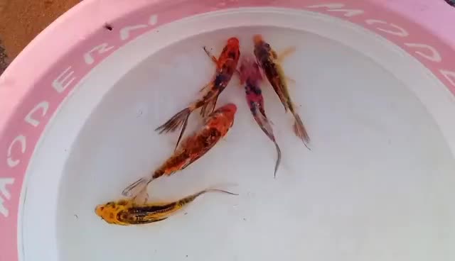 ماهی کوی|ماهی|اصفهان, بوستان کوهستانی صفه|دیوار