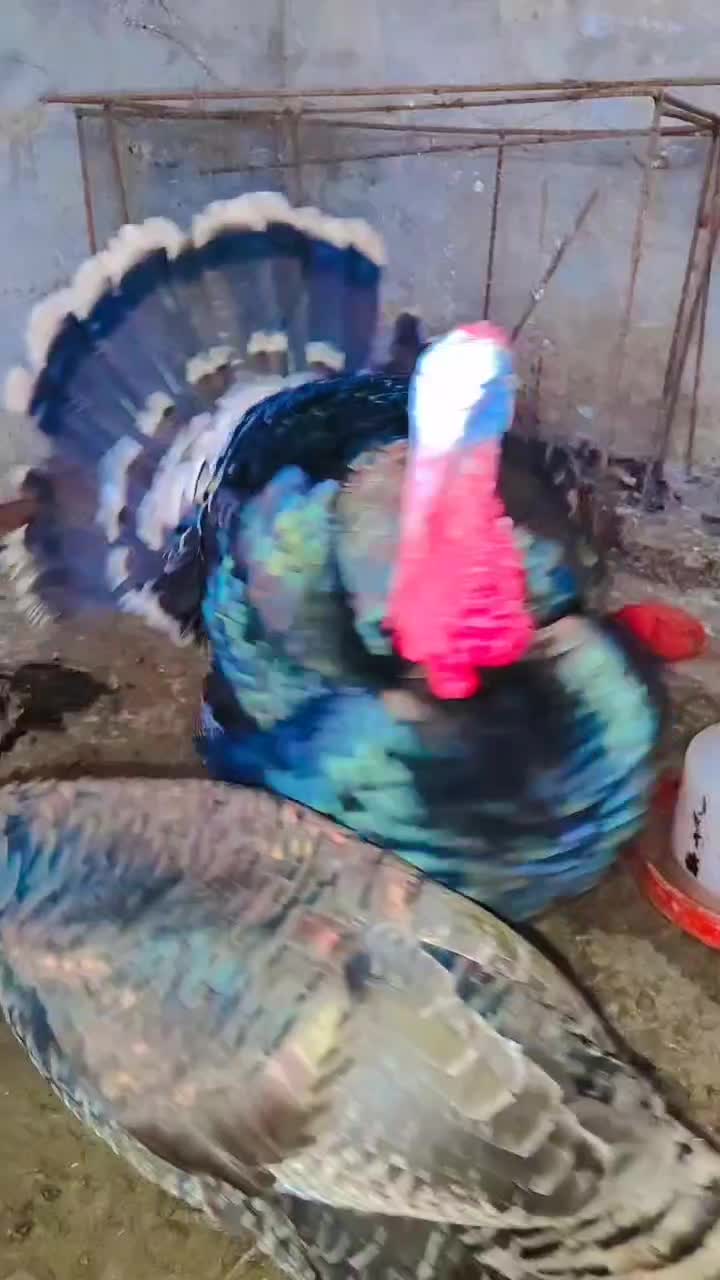 بوقلمون نر و سه عدد ماده|حیوانات مزرعه|مزرعه کتول, |دیوار