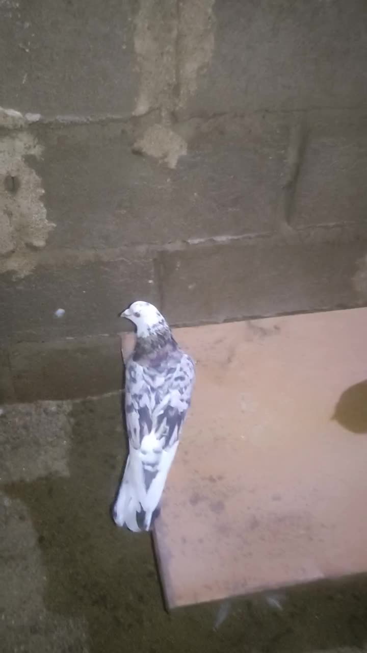 کبوتر|پرنده|سبزوار, پامنار|دیوار