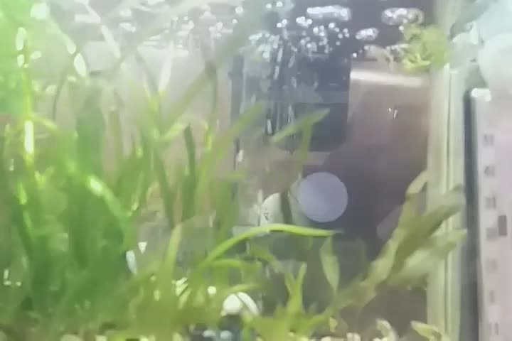 گوپی نر|ماهی|اصفهان, شاهد|دیوار