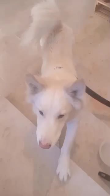 سگ پامر|سگ|پرند, فاز ۳|دیوار