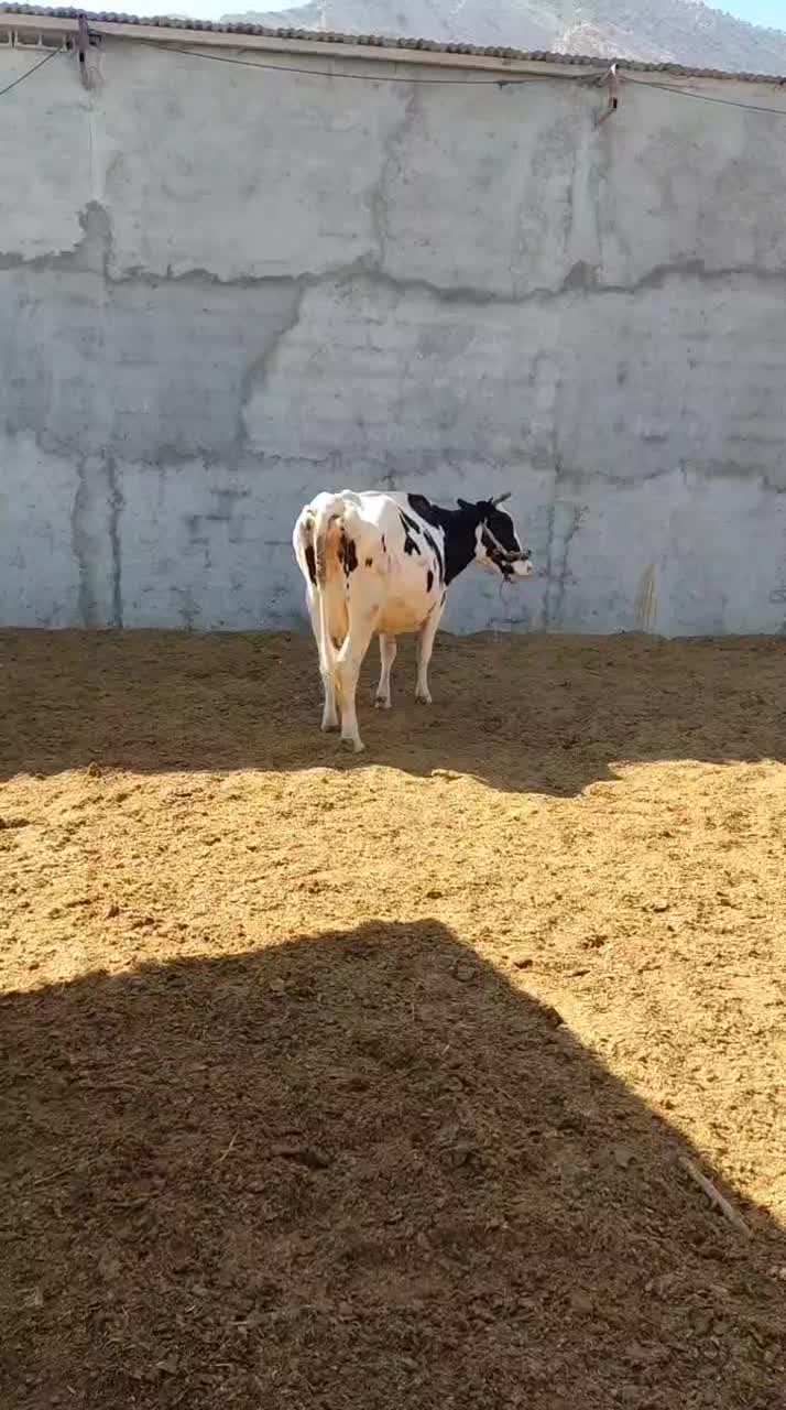 گاو آبستن چهار ماه|حیوانات مزرعه|دره شهر, |دیوار