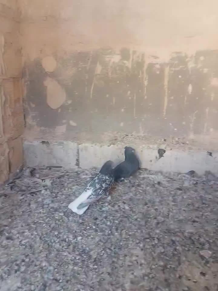 کفتر کبوتر سرور دم سفید زاغ دم سفید|پرنده|قم, در بهشت|دیوار