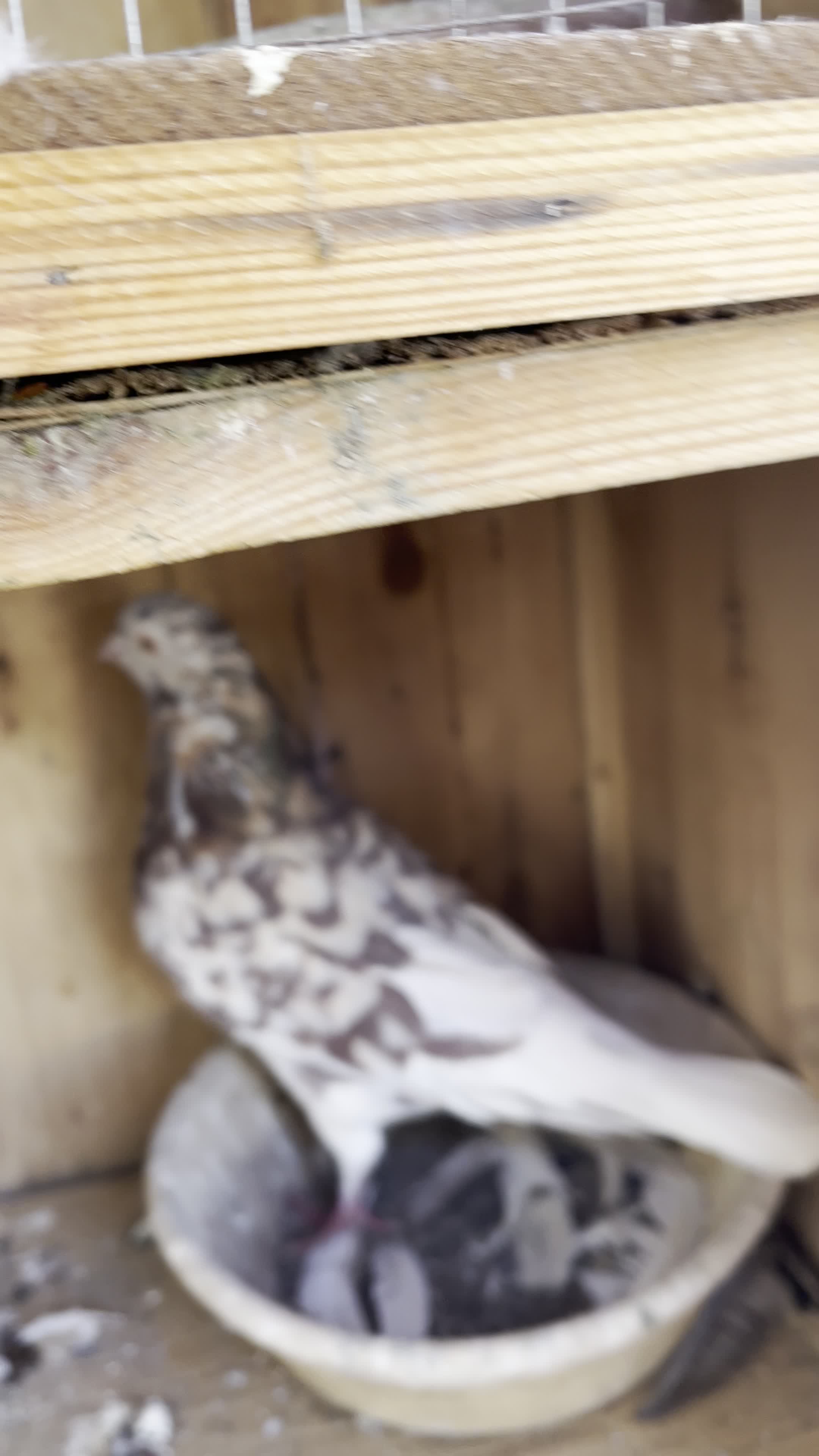 کفتر سرور کاشان|پرنده|تهران, ستارخان|دیوار