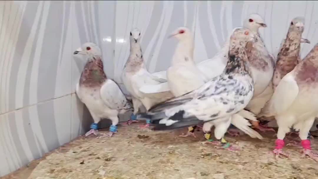 ۱۶تاسار گردن زرد همه نر|پرنده|مشهد, قائم|دیوار