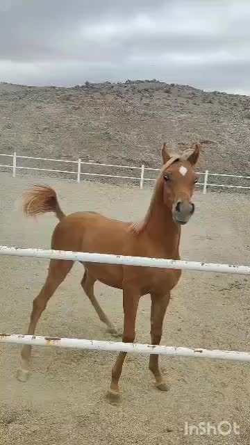 تعدادی نریان بالغ و کره ی عرب مصری (۲سر وارداتی)|اسب و تجهیزات اسب‌سواری|تهران, چیتگر جنوبی|دیوار