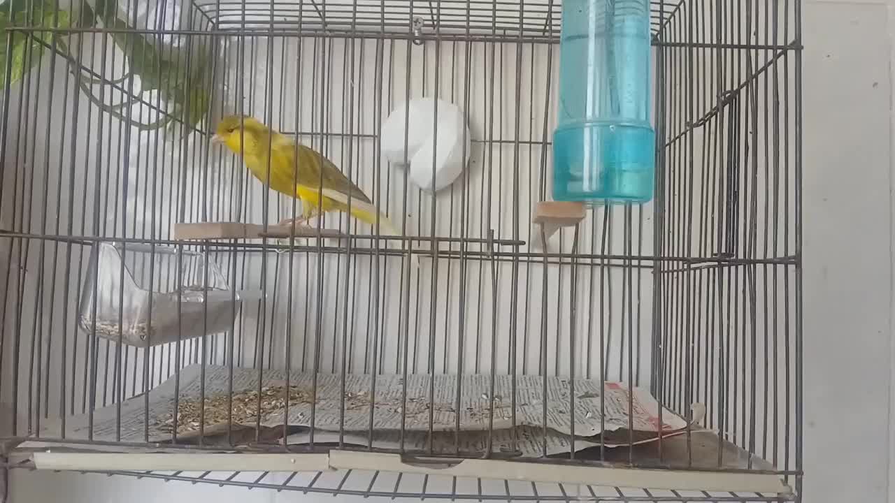 قناری نر ابلق|پرنده|ری, علایین|دیوار