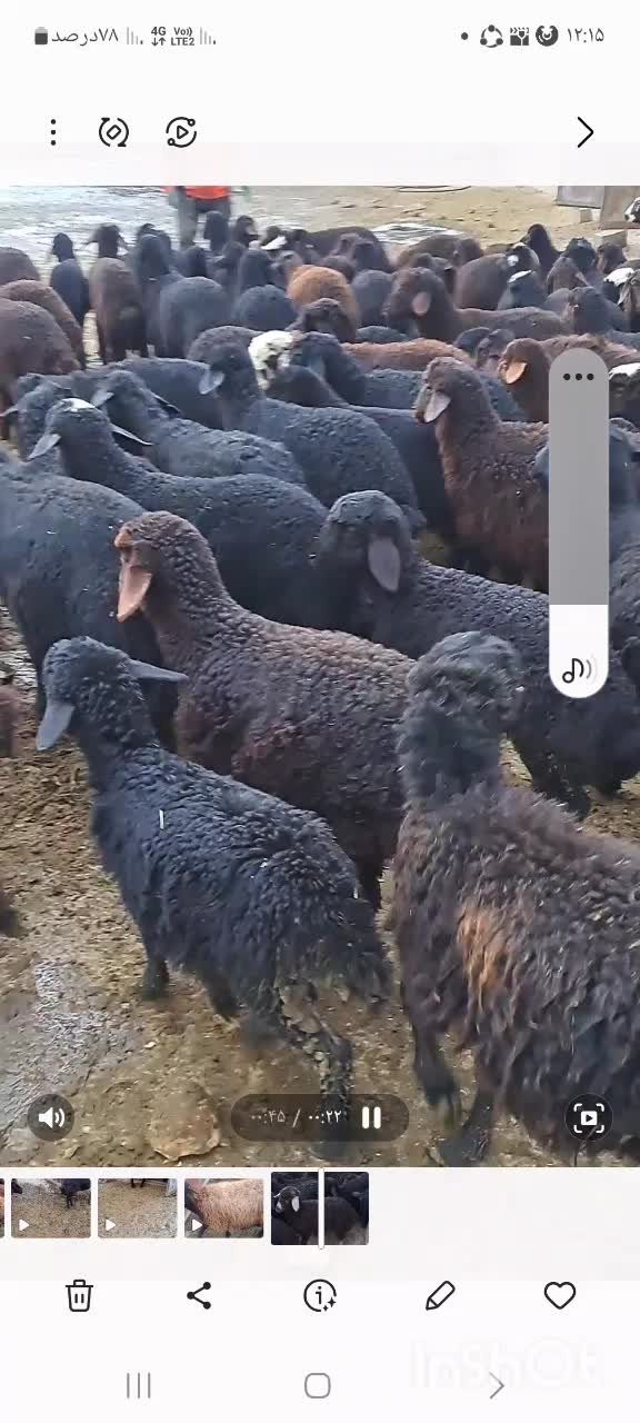 میش بره دار|حیوانات مزرعه|شاهین دژ, |دیوار