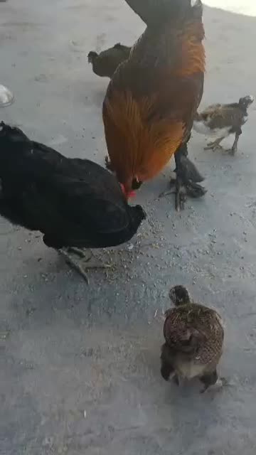 خروس دیلگونی|حیوانات مزرعه|دهدشت, |دیوار