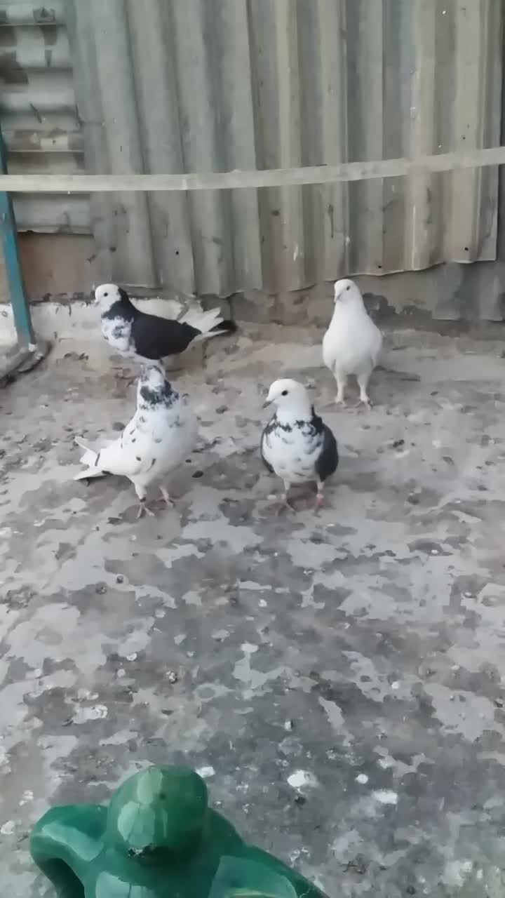 کبوتر|پرنده|قم, قلعه کامکار|دیوار