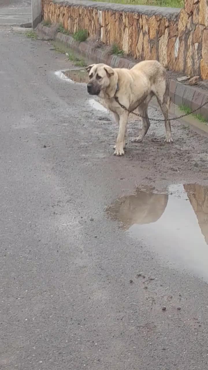 شهر|سگ|عجب شیر, |دیوار
