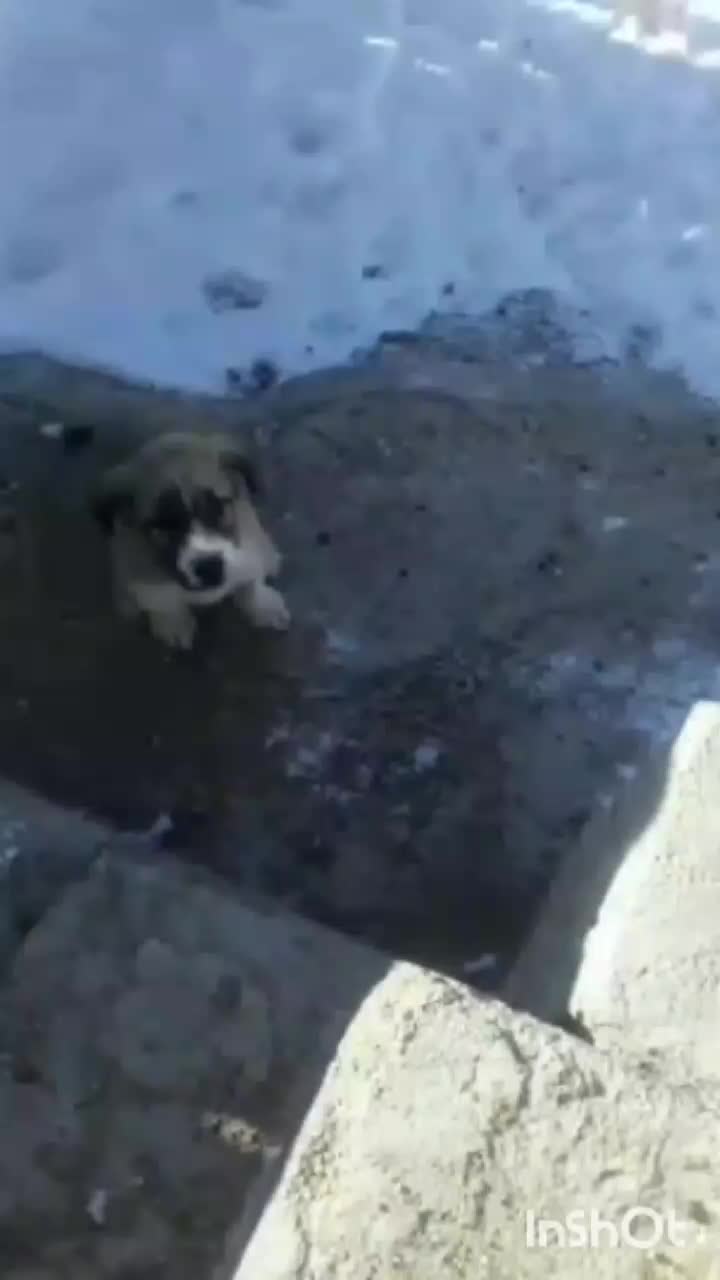 توله سراب|سگ|قوچان, |دیوار