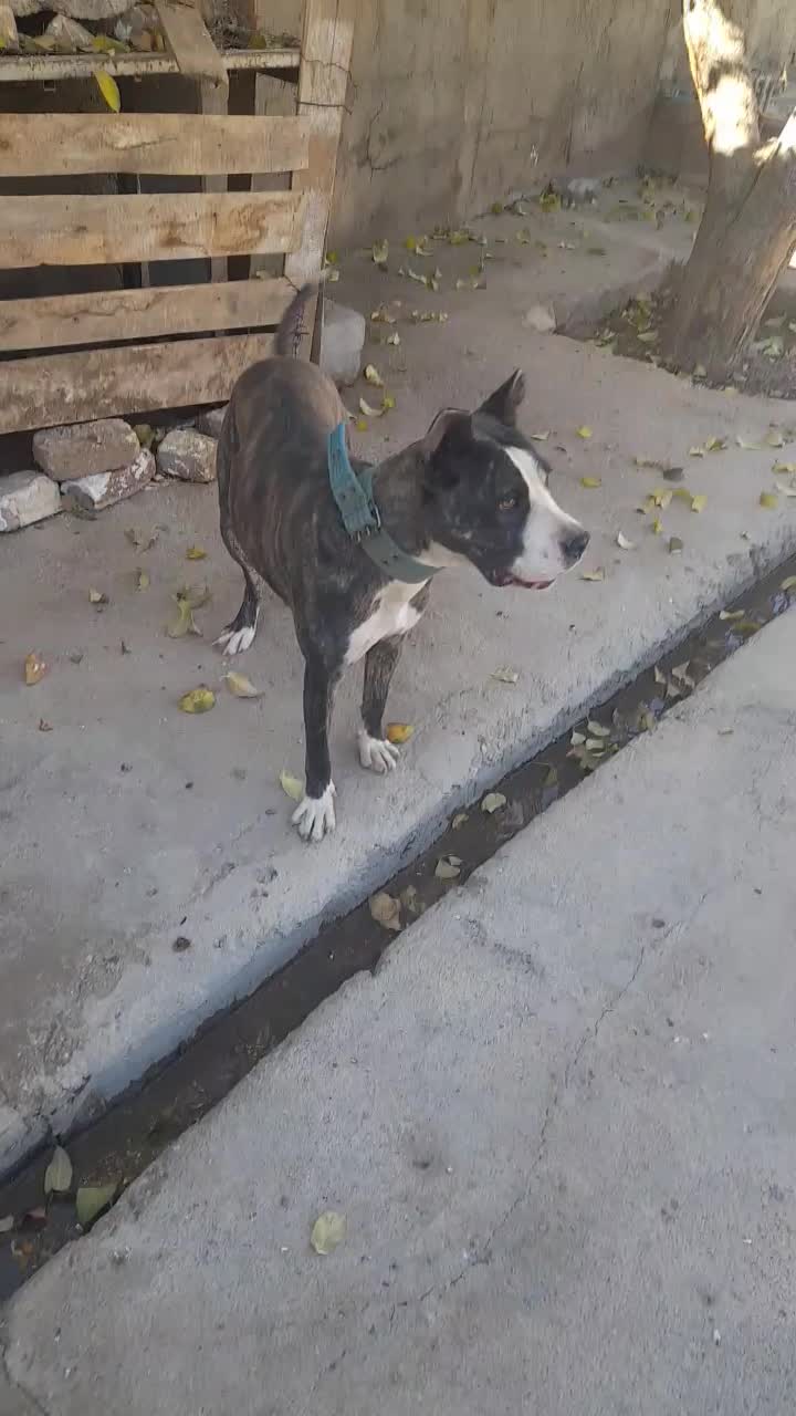 میکس داگوارژانتین کن کسرو|سگ|خزل, |دیوار