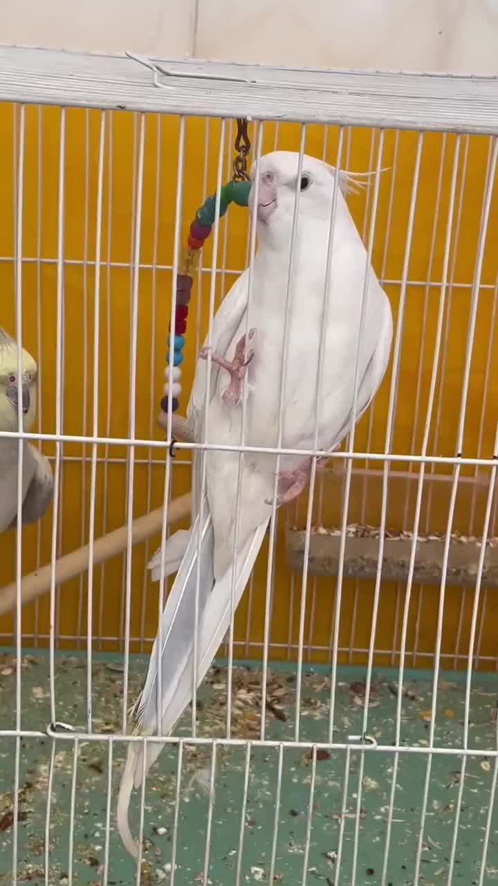 واگذاری ۲عدد عروس هلندی|پرنده|بیرجند, |دیوار