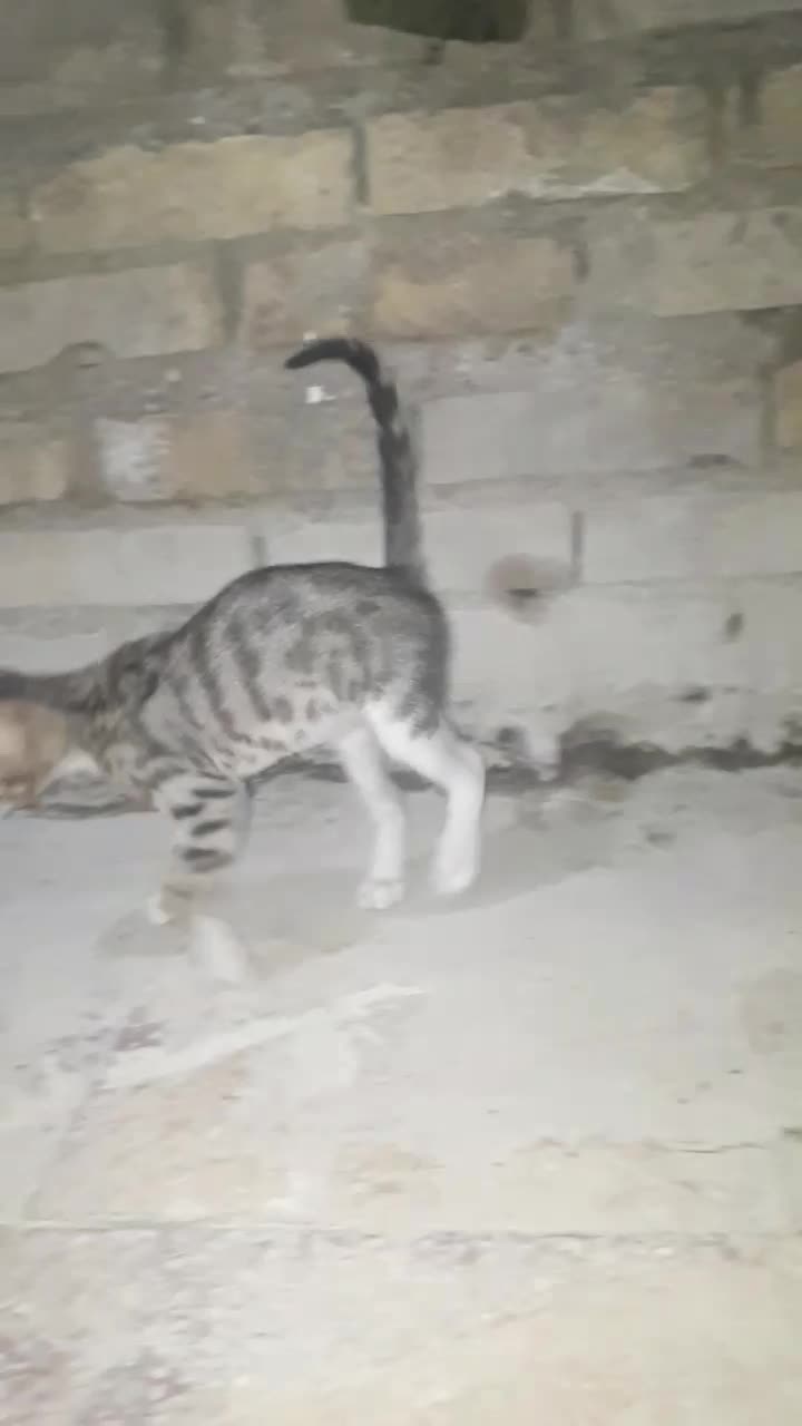 گربه|گربه|کارون, |دیوار