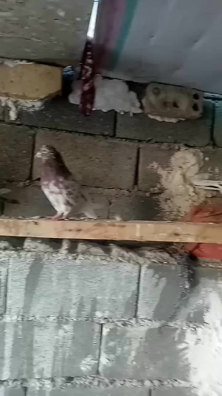 تعدادی کفتر نقش|پرنده|صباشهر, |دیوار