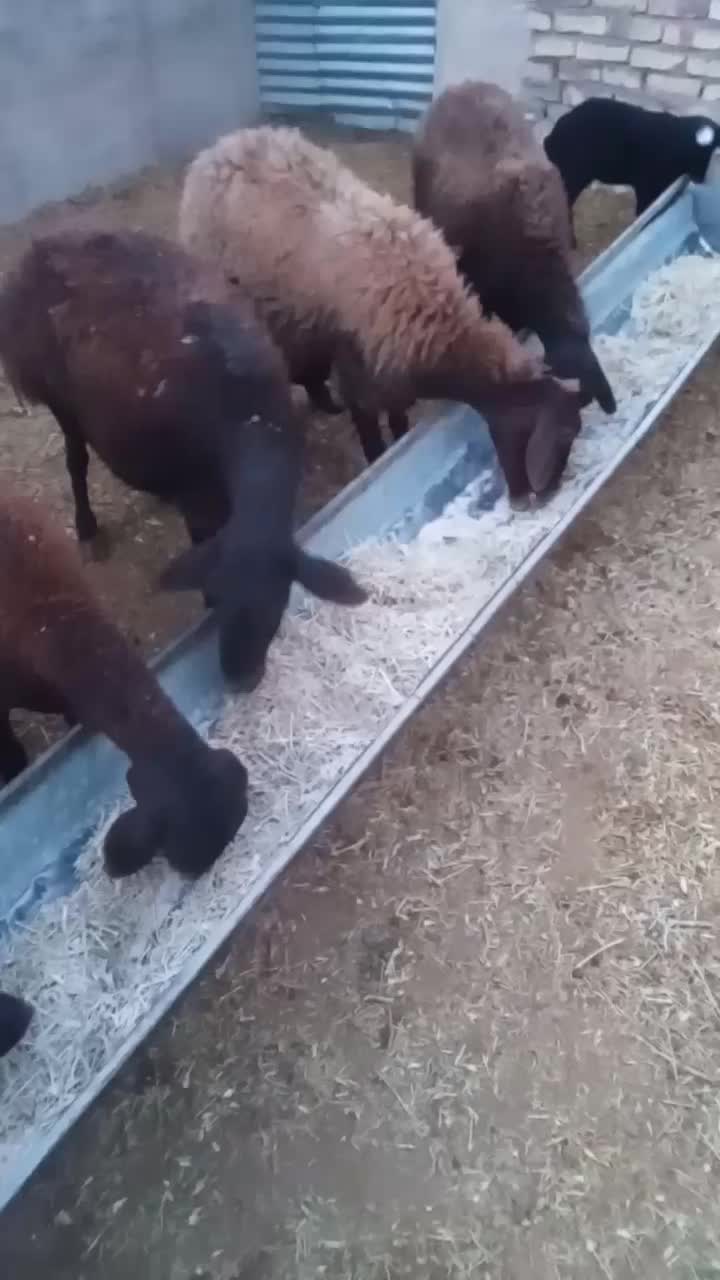 گوسفند شیشک بره دار قزل افشاری|حیوانات مزرعه|بشاریات, |دیوار