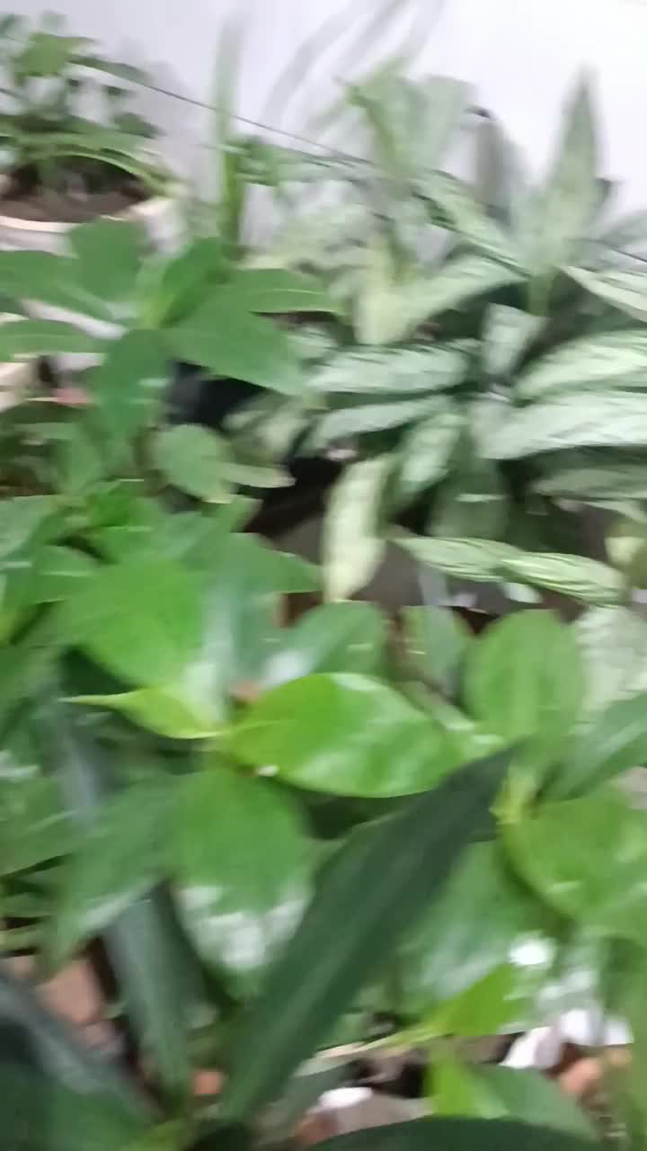 گل طبیعی|گل و گیاه طبیعی|کرمانشاه, |دیوار