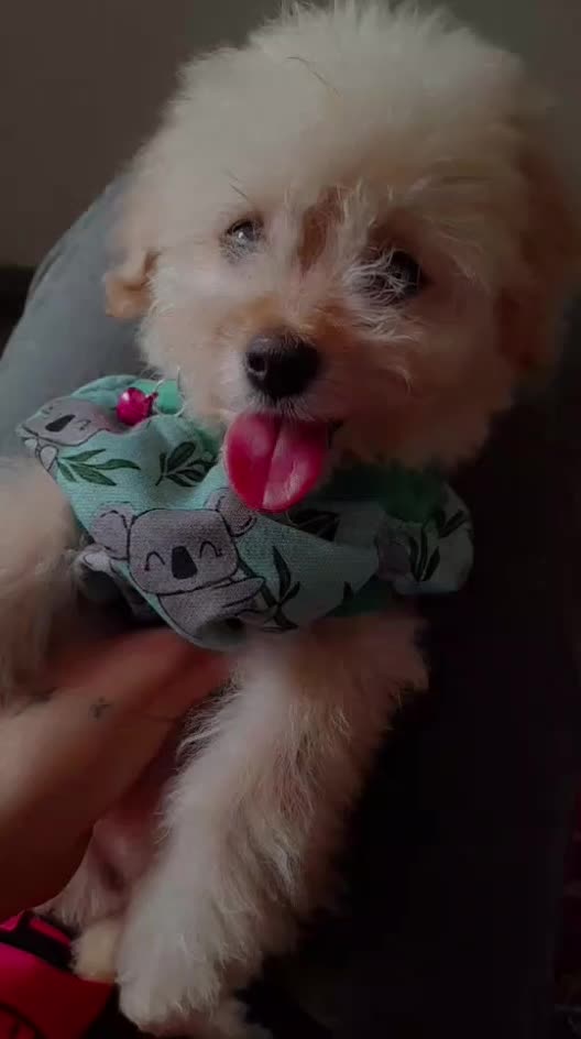 سگ پودل کراس|سگ|رشت, سلیمانداراب|دیوار