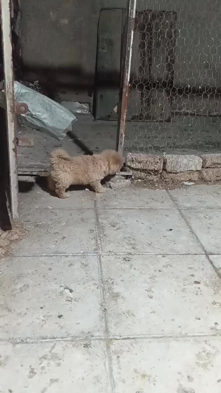 توله پامر|سگ|زاویه, |دیوار