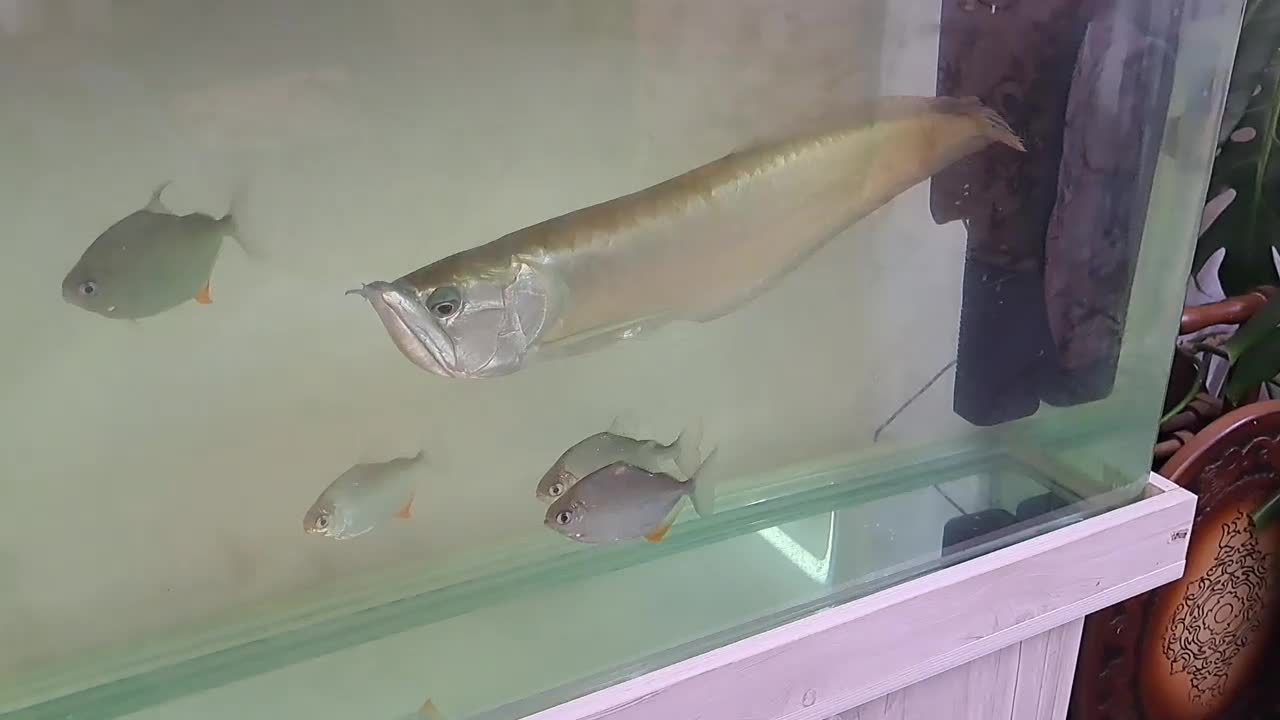 آروانا|ماهی|قدس, شهر‌قدس|دیوار