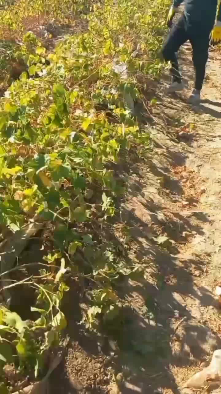 نهال انگور ایرانی و خارجی|خدمات باغبانی و درختکاری|اراک, |دیوار