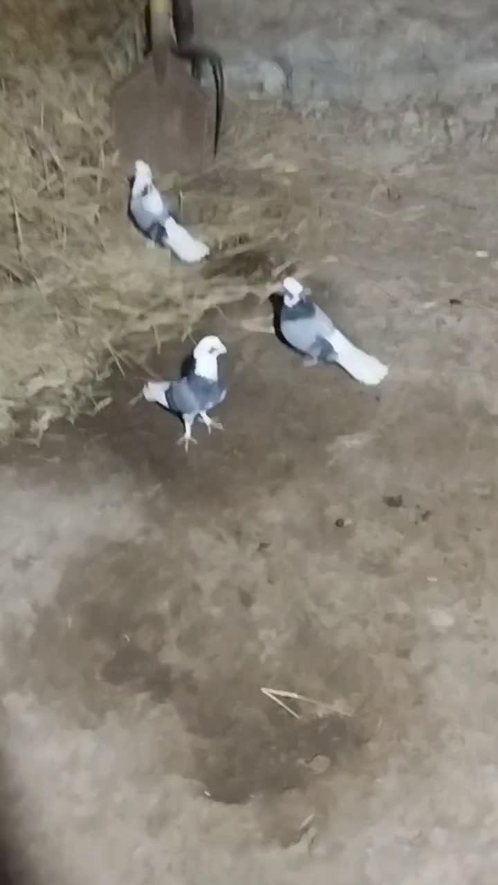 شازده نر کاکولی|پرنده|هیر, |دیوار