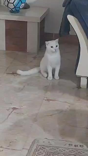 پرشین ـ اسکاتیش|گربه|رشت, منظریه|دیوار